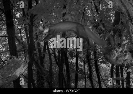 Baummarder (Martes martes) springen zwischen Niederlassungen, die in der Nacht mit Infra-red Remote Camera trap, Frankreich, Juni genommen. Stockfoto