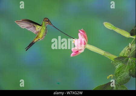 Schwert-billed Hummingbird (Ensifera ensifera) männliche Beschickung von Passionflower (passiflora Mixta), Papallacta, Ecuador, Anden, Südamerika. Januar. Stockfoto