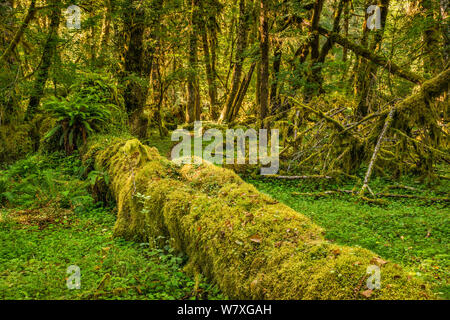Gefallenen Baum mit Moos in gemäßigten Regenwald bedeckt, an der Sams River Loop Trail, Queets Tal, Olympic National Park, Washington State, USA Stockfoto