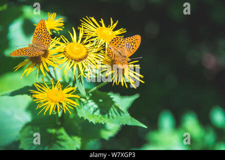 Schmetterling auf einer Blume, Frühling in Österreich Stockfoto