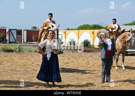 Paso Pferde von Truijillo, drittgrößte Stadt in Peru, Südamerika Stockfoto