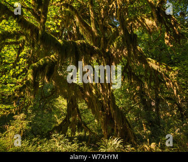 Bigleaf Ahorne (Acer macrophyllum), Maple Grove in der Halle des Mose Trail, Hoh Regenwald, Olympic National Park, Washington State, USA Stockfoto