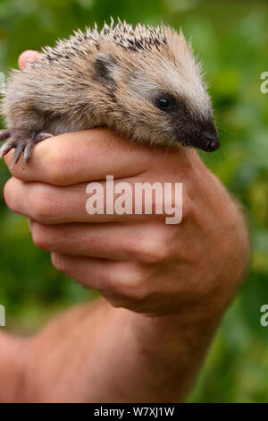 Europäischer Igel (Erinaceus europaeus) Hand aufgezogen Orphan in die Hände der Menschen statt, Järfälla, Schweden. Stockfoto