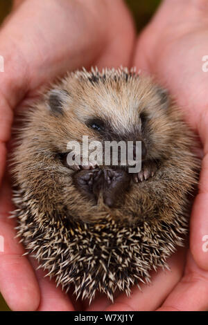 Europäischer Igel (Erinaceus europaeus) Hand aufgezogen Orphan in der menschlichen Hand, Järfälla, Schweden. Stockfoto