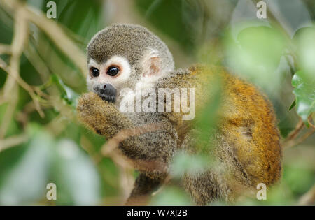 Totenkopfäffchen (Saimiri sciureus) Ernährung, Napo Wildlife Lodge, Amazonas, Ecuador, Südamerika, April. Stockfoto