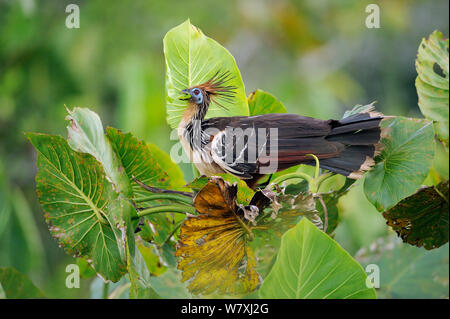 Hoatzin (Opisthocomus hoazin) Ernährung auf Blätter, Napo Wildlife Lodge, Amazonas, Ecuador, Südamerika, April. Stockfoto