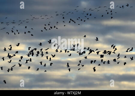 Kiebitze (Vanellus vanellus) im Flug, Lac du Der, Champagne, Frankreich, Januar. Stockfoto