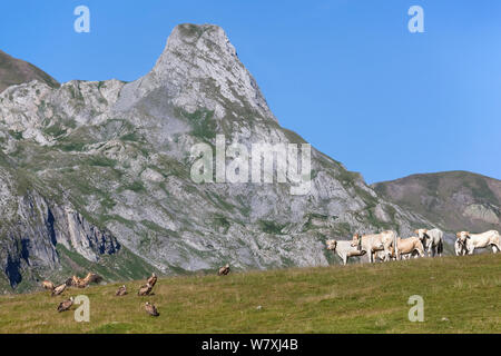 Gänsegeier (Tylose in Fulvus) auf dem Boden in der Nähe von Vieh, Nationalpark der Pyrenäen, Frankreich, Juli 2014. Stockfoto