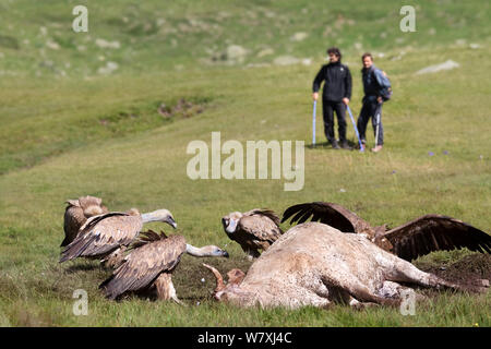 Wanderer Beobachtung der Gänsegeier (Tylose in Fulvus) Fütterung auf tote Kuh. Der Nationalpark der Pyrenäen, Frankreich, Juli 2014. Stockfoto