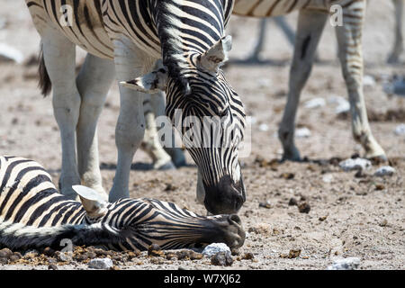 Männliche Burchell&#39;s Zebra (Equus quagga burchellii) Antippen der Kopf einer toten schwangeren Frauen, die aufgrund von Komplikationen während der Geburt gestorben sind, versuchen zu wecken. Etosha National Park, Namibia. Stockfoto