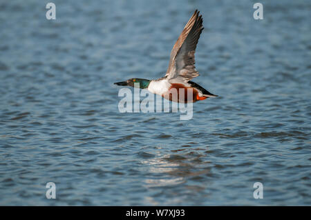 Northern shoveler (Anas Clypeata) männlich im Flug über Wasser, Antwerpen, Belgien, März. Stockfoto