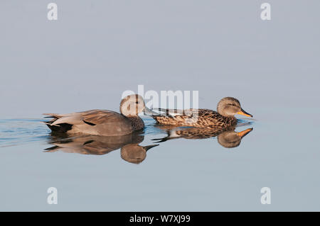 Schnatterente (Anas strepera) Paar auf Wasser, Antwerpen, Belgien, März. Stockfoto