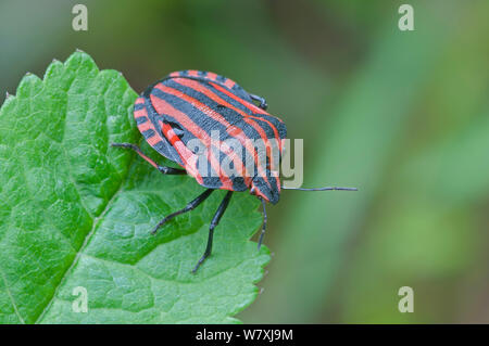 Shield bug (Graphosoma italicum) Peerdsbos, Brasschaat, Belgien, Mai. Stockfoto