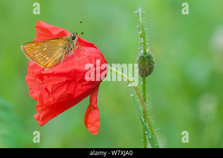 Große skipper (Ochlodes venatus) auf Mohn (Papaver rhoeas) Peerdsbos, Brasschaat, Belgien, Juli. Stockfoto