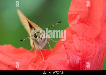 Große skipper (Ochlodes venatus) auf Mohn (Papaver rhoeas) Peerdsbos, Brasschaat, Belgien, Juli. Stockfoto