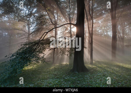 Sonnenstrahlen durch gemischte Buche (Fagus sp)/Eiche (Quercus sp) Wald nach heftiger Platzregen mit Hagel, Peerdsbos, Brasschaat, Belgien, Juni 2014. Stockfoto