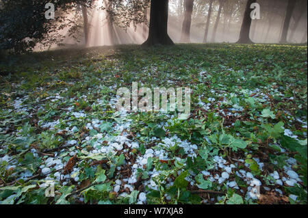 Sonnenstrahlen durch gemischte Buche (Fagus sp)/Eiche (Quercus sp) Wald nach heftiger Platzregen mit Hagel, Peerdsbos, Brasschaat, Belgien, Juni 2014. Stockfoto