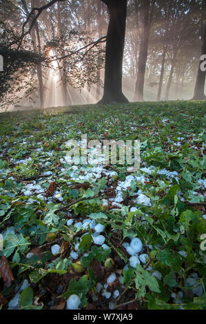 Sonnenstrahlen durch gemischte Buche (Fagus sp)/Eiche (Quercus sp) Wald nach heftiger Platzregen mit Hagel, Peerdsbos, Brasschaat, Belgien, Juni 2014. Stockfoto