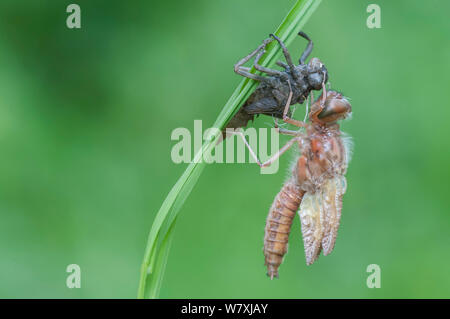 Neu entstandenen Knappen Chaser (Libellula fulva) mit Schuppen Exoskelett, Antwerpen, Belgien, April. Stockfoto