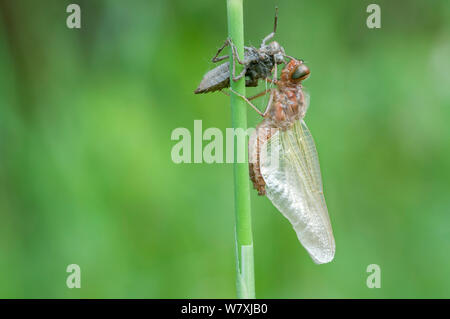 Neu entstandenen Knappen Chaser (Libellula fulva) mit Schuppen Exoskelett, Antwerpen, Belgien, April. Stockfoto