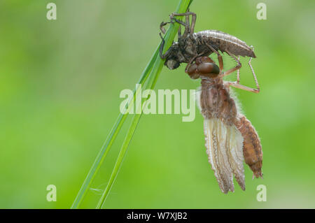 Neu entstandenen Knappen Chaser (Libellula fulva) mit Schuppen Exoskelett, Antwerpen, Belgien, April. Stockfoto