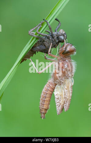 Neu entstandenen Knappen Chaser (Libellula fulva) mit Schuppen Exoskelett, Antwerpen, Belgien, April. Stockfoto