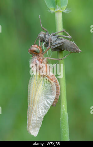 Neu entstandenen Knappen Chaser (Libellula fulva) mit Schuppen Exoskelett, Antwerpen, Belgien, April. Stockfoto