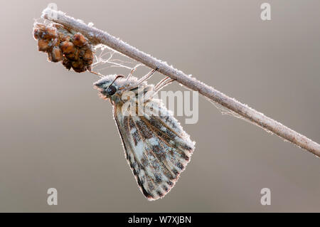 Malvae grizzled Skipper (Schmetterling) bedeckt mit Rauhreif, Klein Schietveld, Brasschaat, Belgien, Mai. Stockfoto