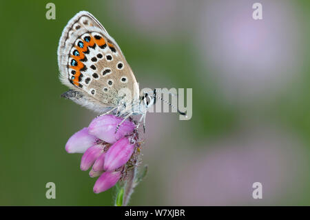 Silber Nieten blau (Plebejus Argus) auf Glockenheide (Erica Tetralix) Klein Schietveld, Brasschaat, Belgien, Juni. Stockfoto