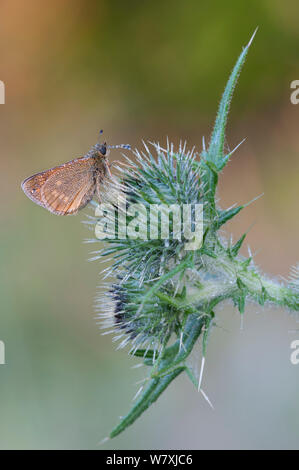 Große skipper (Ochlodes venatus) auf Distel, Klein Schietveld, Brasschaat, Belgien, Juli. Stockfoto