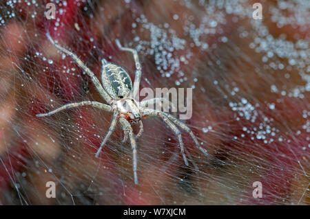 Funnel-Web Spider (Agelena Labyrinthica) Brasschaat, Belgien, Juli. Stockfoto