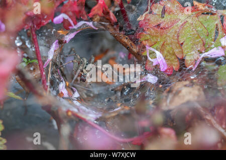 Funnel-Web spider (Agelena labyrinthica) im Web, Brasschaat, Belgien, Juli. Stockfoto