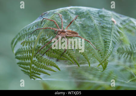 Baumschule-Web spider (Pisaura mirabilis), Buchse auf der Oberseite der Farn Blatt Nest, Brasschaat, Belgien, Juli. Stockfoto