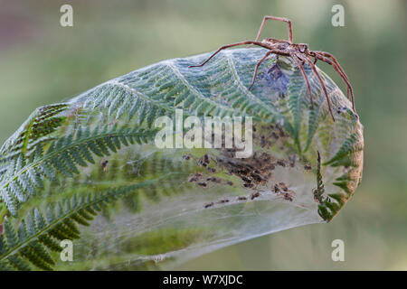 Baumschule-Web spider (Pisaura mirabilis), Buchse auf der Oberseite der Farn Blatt Nest mit Jungen spinnen Innen, Brasschaat, Belgien, Juli. Stockfoto