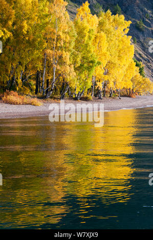 Bäume am Baikalsee Ufer im Herbst. Pribaikalsky Nationalpark, Sibirien, Russland, September 2013. Stockfoto