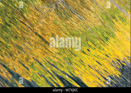 Herbst Laub auf See Oberfläche reflektiert, Baikalsee, Pribaikalsky Nationalpark, Sibirien, Russland, September 2013. Stockfoto