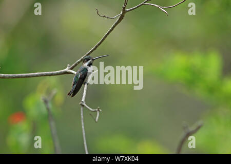 Lange-billed starthroat (Heliomaster longirostris) thront, Trinidad und Tobago. Stockfoto