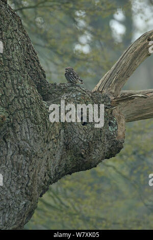 Steinkauz (Athene noctua) im Baum, Norfolk, UK, März thront. Stockfoto