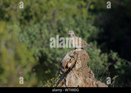 Turteltaube (Streptopelia turtur) auf Rock, Lesbos, Griechenland, Mai. Stockfoto