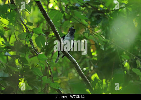 Bärtige bellbird (Procnias averano) Aufruf, Trinidad und Tobago. Stockfoto