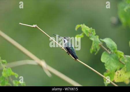 Lange-billed starthroat (Heliomaster longirostris) thront, Trinidad und Tobago. Stockfoto