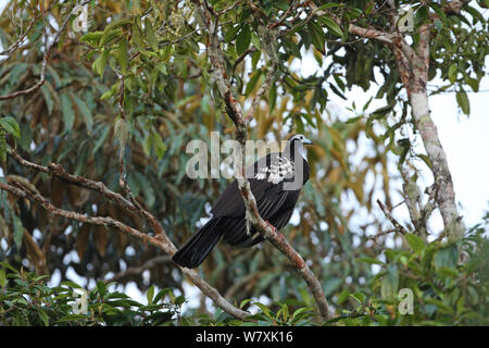 Trinidad piping guan (Pipile pipile) thront, Trinidad und Tobago. Stockfoto