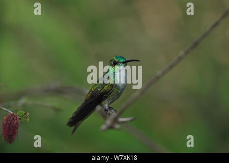 White-chested Emerald (Amazilia chionopectus) thront, Trinidad und Tobago. Stockfoto