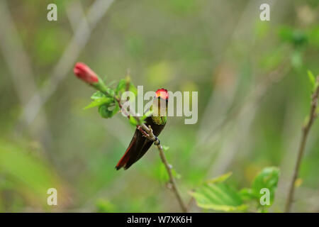 Ruby Topaz (Chrysolampis mosquitus) Trinidad und Tobago. Stockfoto