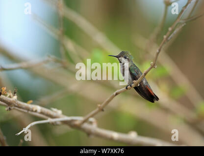 Ruby Topaz (Chrysolampis mosquitus) thront, Trinidad und Tobago. Stockfoto