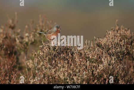 Dartford Warbler (Sylvia undata) thront, Suffolk, UK, März. Stockfoto