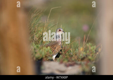 Turteltaube (Streptopelia turtur) auf dem Boden sind, Son Bou, Menorca, Spanien, Mai. Stockfoto