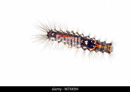 Caterpillar Larven der Gelb-Schwanz Motte (Euproctis Imilis) De Moeren Nature Reserve, Zundert, Niederlande, April. meetyourneighbors.net Projekt Stockfoto