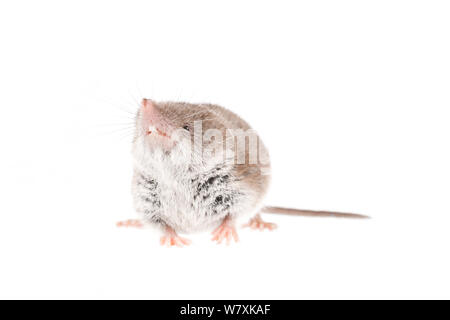 Mehr weiß - gezahnte Spitzmaus (Crocidura psathyrella) Niederlande, Oktober, Meetyourneighbors.net Projekt Stockfoto