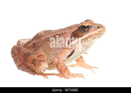 Agile Frog (Rana dalmatina), Frankreich, April. Meetyourneighbors.net Projekt Stockfoto